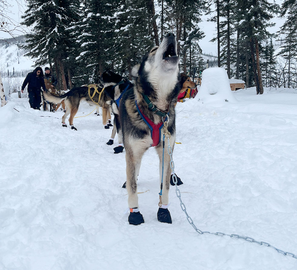 Sled dog barking.