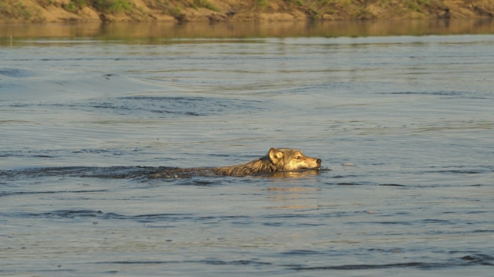 A timber wolf swims across the river 